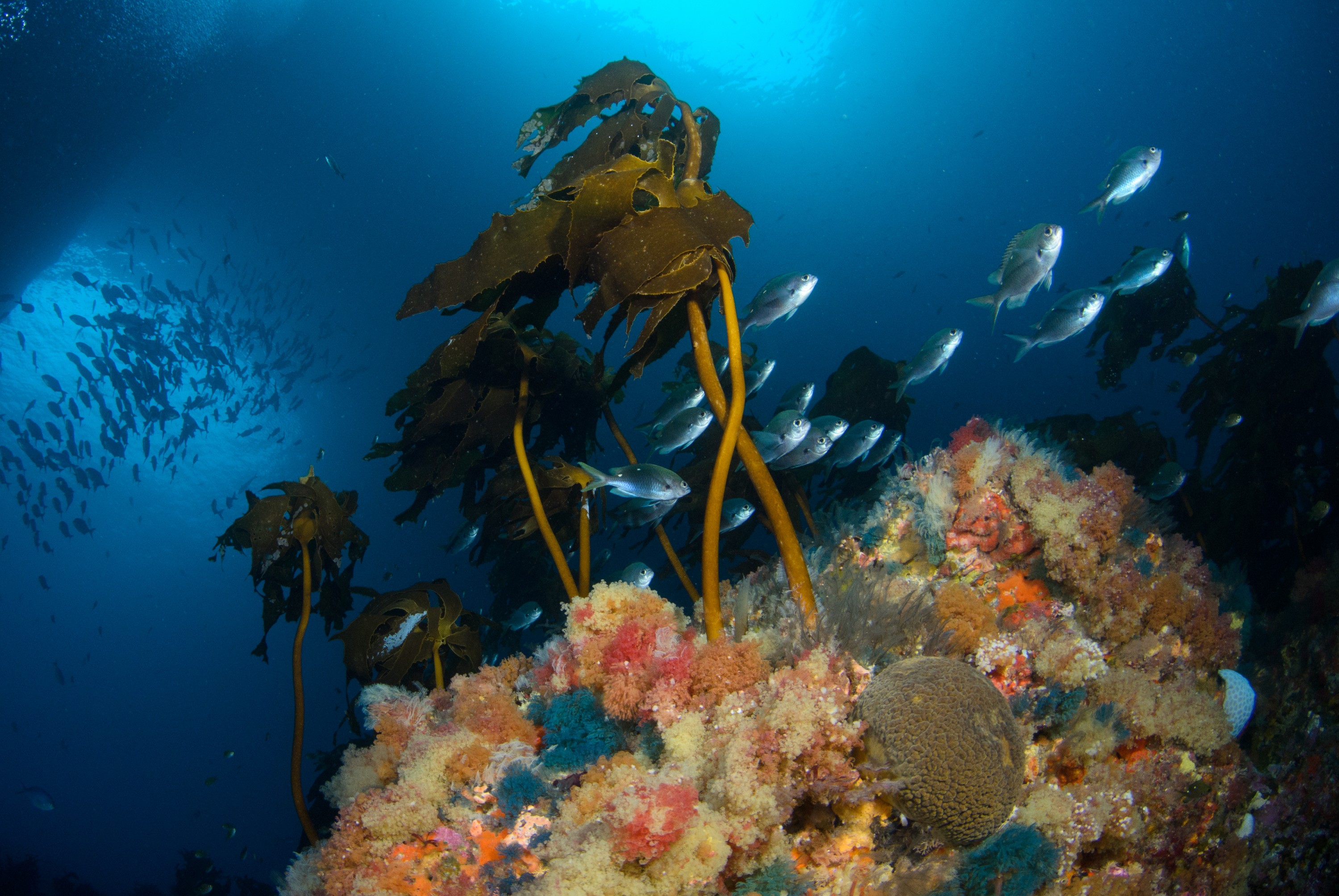 DSC_2636